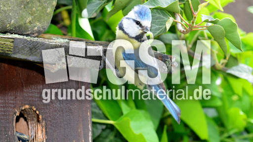 Blaumeise_mit_Futter (24).jpg